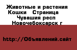 Животные и растения Кошки - Страница 2 . Чувашия респ.,Новочебоксарск г.